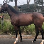 Dundeel X Vocalise 2yo colt