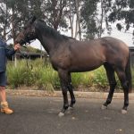 I Am Invincible X Meliora 2yo colt
