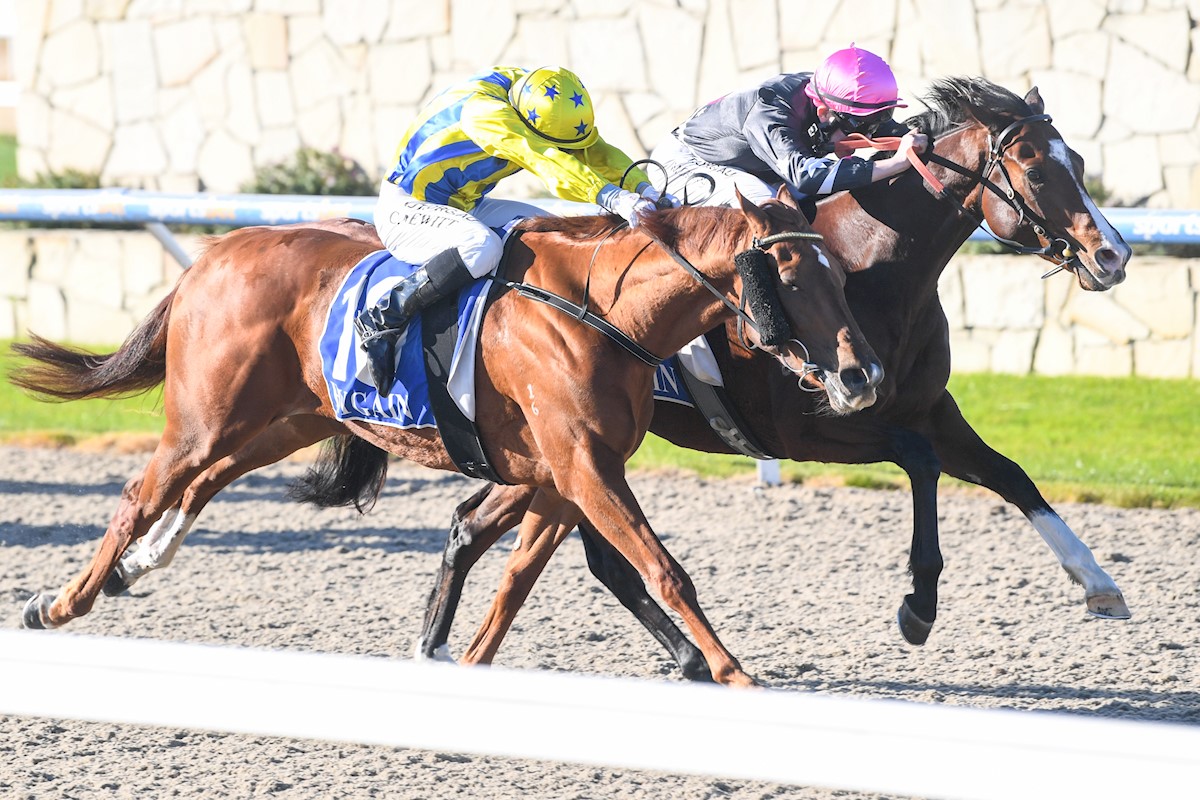 Park Synthetic Racecourse